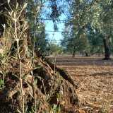 �Quindi preparo i montanti, che ricavo dai �polloni� o �rampolli� di ulivo e di mandorlo, ossia i rami nuovi che crescono alla base delle piante�...